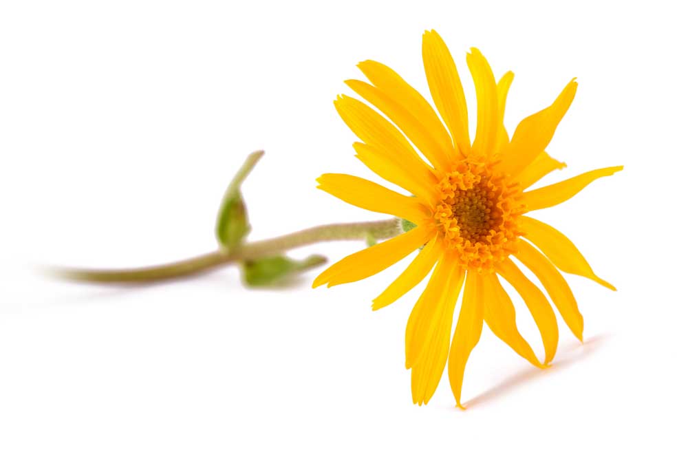 arnica-still