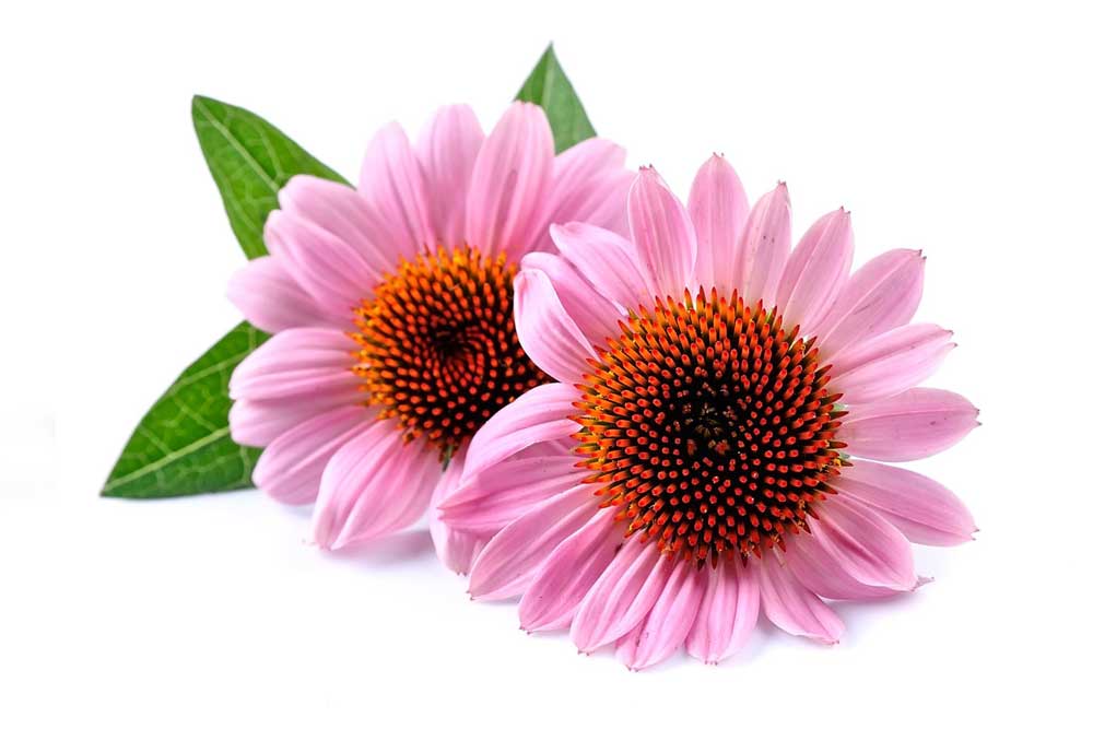 echinacea-still